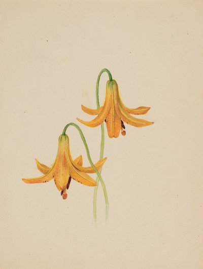 Untitled--Flower Study, ca. 1876-1878 by Mary Vaux Walcott