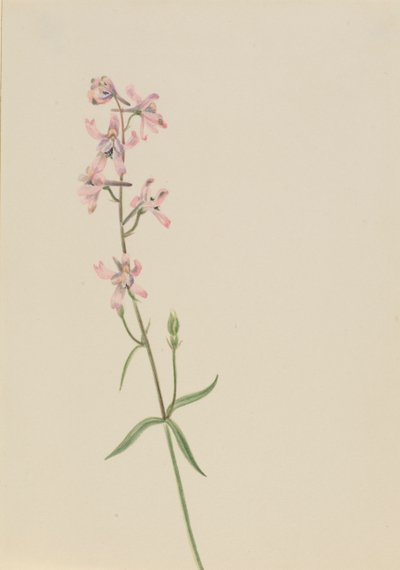 Untitled--Flower Study, ca. 1900-1930 by Mary Vaux Walcott