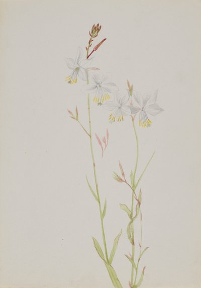 Untitled--Flower Study by Mary Vaux Walcott