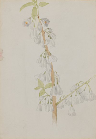 Untitled--Flower Study by Mary Vaux Walcott