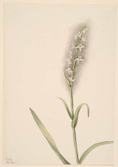 Untitled (Plant Study) by Mary Vaux Walcott