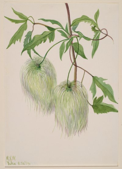 Untitled--Plant Study by Mary Vaux Walcott