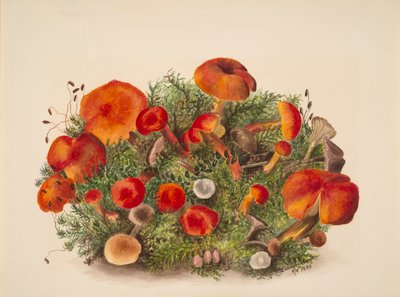 Untitled--Study of Mushrooms by Mary Vaux Walcott