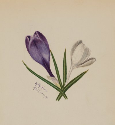 Crocuses by Mary Vaux Walcott
