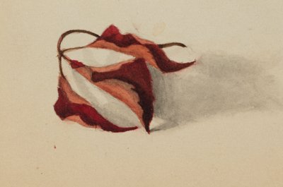 Untitled (Curled Autumn Leaves) by Mary Vaux Walcott