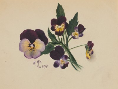 Untitled (Pansies) by Mary Vaux Walcott