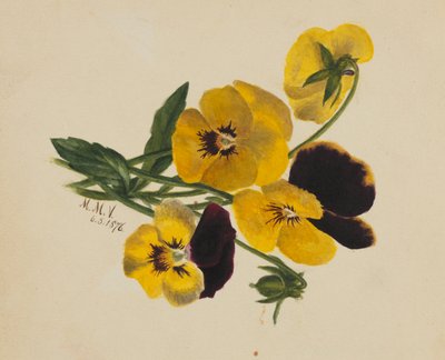 (Untitled) by Mary Vaux Walcott