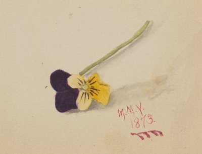 Untitled (Pansy) by Mary Vaux Walcott
