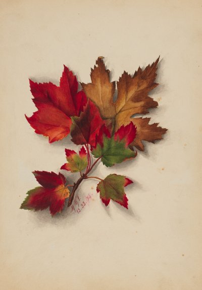 Autumn Leaves by Mary Vaux Walcott