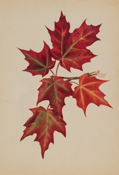 Untitled Autumn Leaves by Mary Vaux Walcott
