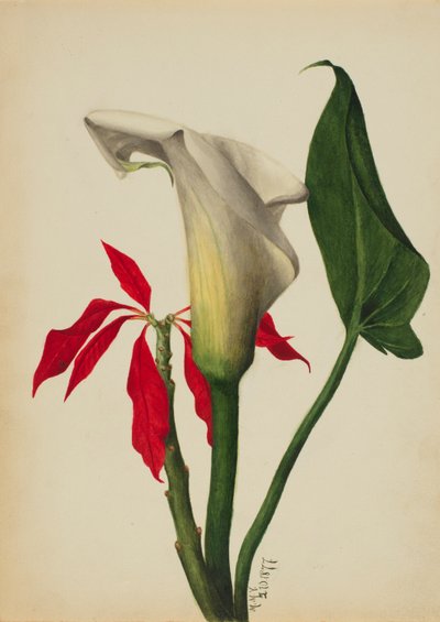 Untitled Calla Lily by Mary Vaux Walcott