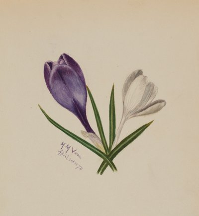 Untitled Crocuses by Mary Vaux Walcott