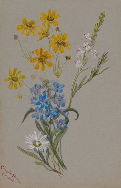 Untitled, Group of Flowers, 1883 by Mary Vaux Walcott