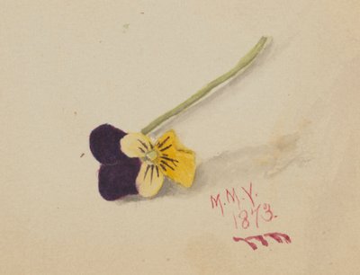 Untitled Pansy by Mary Vaux Walcott