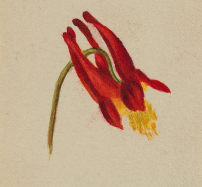 Untitled, ca. 1874 by Mary Vaux Walcott