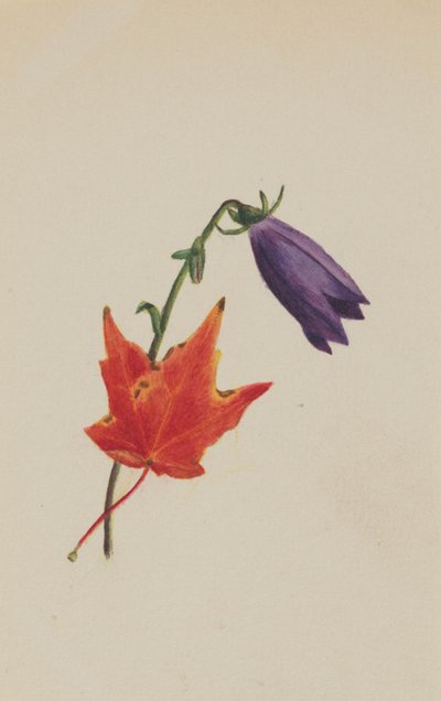 Untitled by Mary Vaux Walcott