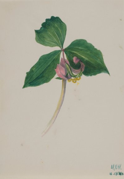 Untitled by Mary Vaux Walcott