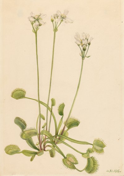 Venus Flytrap Dionaea muscipula by Mary Vaux Walcott