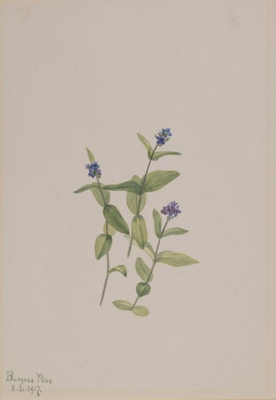 Veronica Wormskjoldii by Mary Vaux Walcott