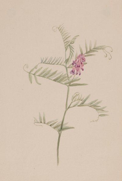 Vicia americana by Mary Vaux Walcott