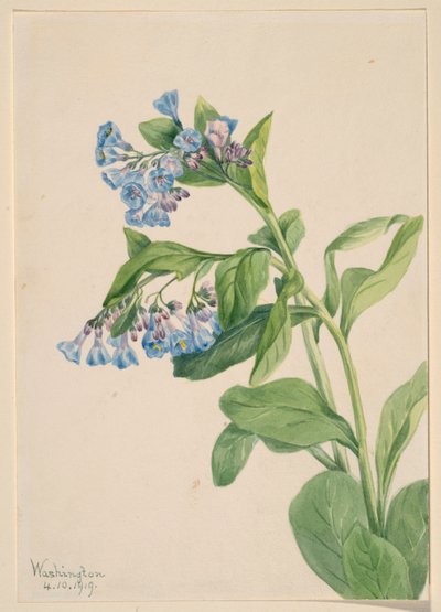 Virginia Bluebells (Mertensia virginica) by Mary Vaux Walcott