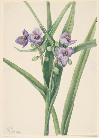 Virginia Spiderwort (Tradescantia virginiana) by Mary Vaux Walcott