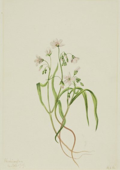 Virginia Springbeauty Claytonia virginica by Mary Vaux Walcott