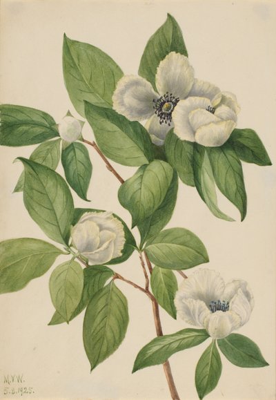 Virginia Stewartia Stewartia malachodendron by Mary Vaux Walcott