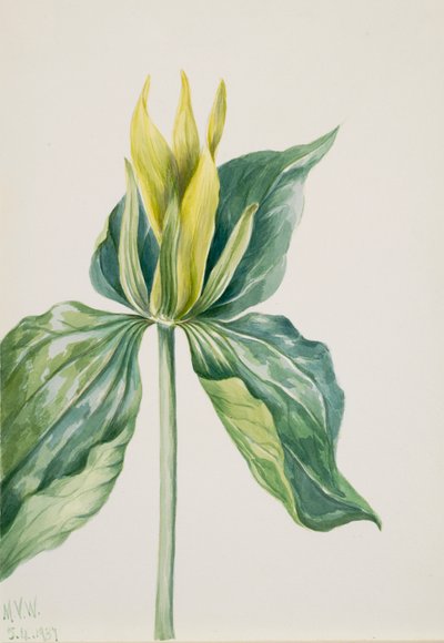Wake-Robin, 1937 by Mary Vaux Walcott