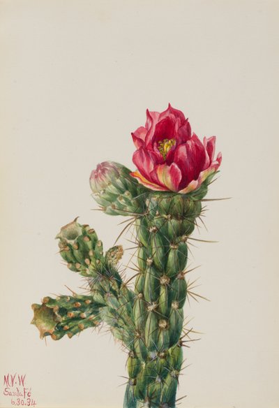 Walkingstick Cholla Opuntia imbricata, 1934 by Mary Vaux Walcott