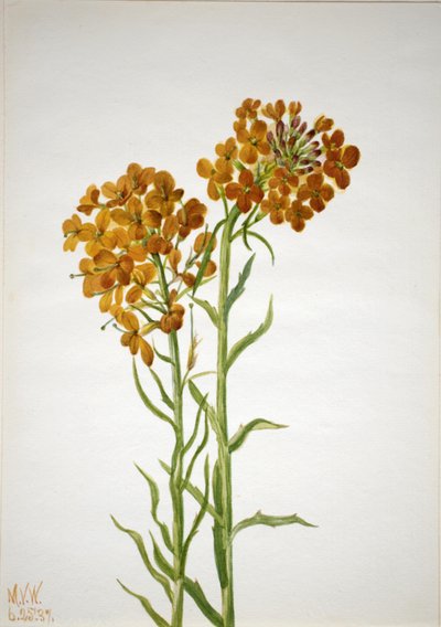 Wallflower Erysimum wheeleri by Mary Vaux Walcott
