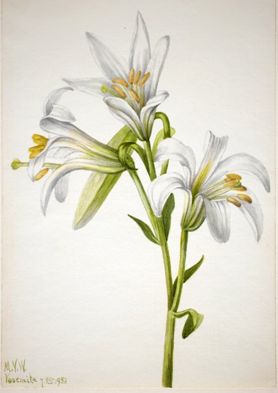 Washington Lily Lilium washingtonianum by Mary Vaux Walcott