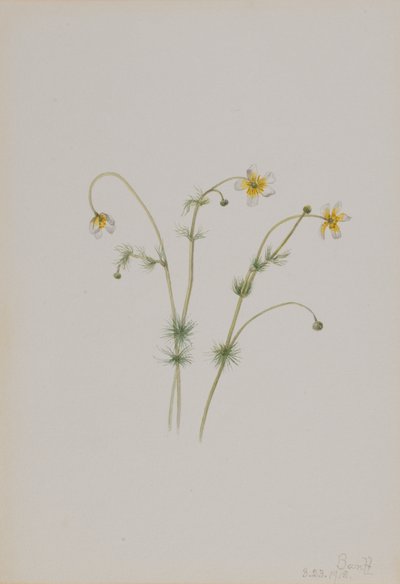 Water Crowfoot (Batrachium trichophyllum) by Mary Vaux Walcott