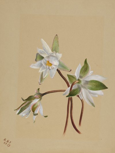 Water Lilies by Mary Vaux Walcott