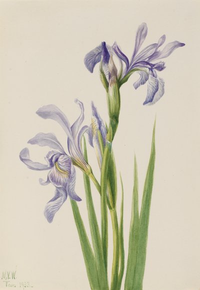 Western Blue Flag Iris Missouriensis, 1933 by Mary Vaux Walcott