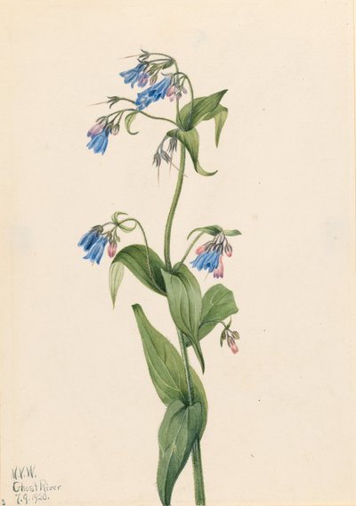 Western Bluebells by Mary Vaux Walcott