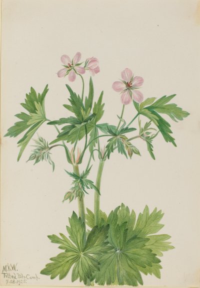 Western Cranesbill (Geranium viscosissimum) by Mary Vaux Walcott