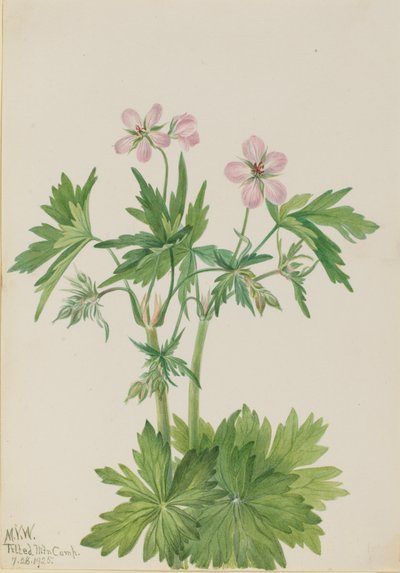 Western Cranesbill Geranium viscosissimum, 1925 by Mary Vaux Walcott