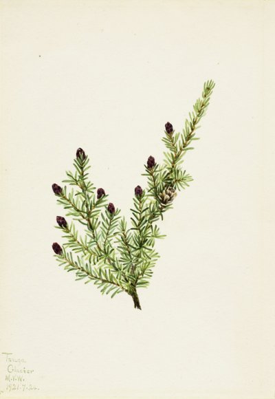Western Hemlock by Mary Vaux Walcott