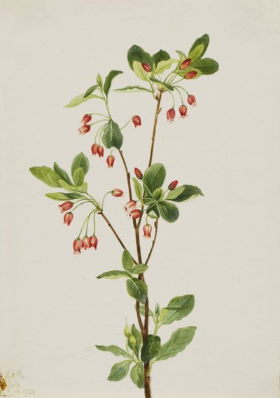Western Menziesia by Mary Vaux Walcott