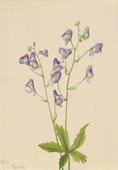 Western Monkshood by Mary Vaux Walcott