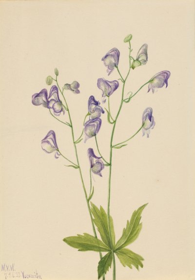 Western Monkshood Aconitum columbianum, 1933 by Mary Vaux Walcott
