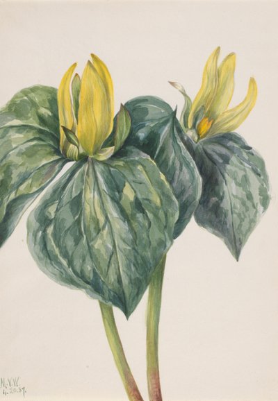 Whippoorwill Flower Trillium hugeri, 1937 by Mary Vaux Walcott