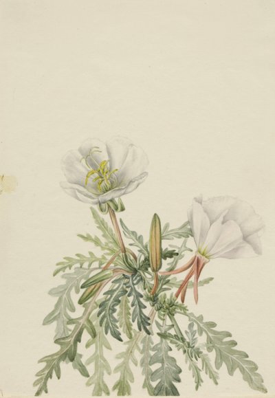 White Dawnrose Pachyloplus marginatus by Mary Vaux Walcott