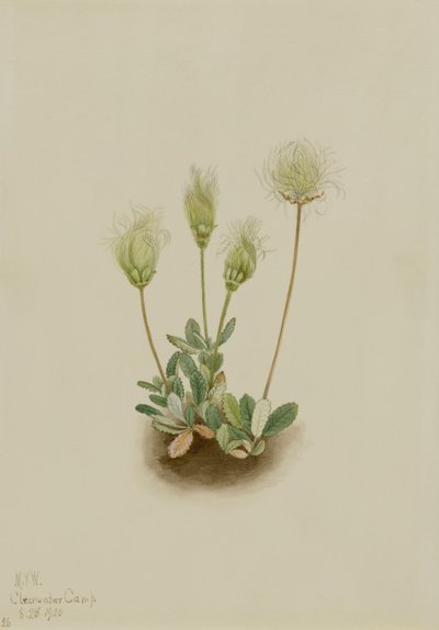 White Dryad by Mary Vaux Walcott