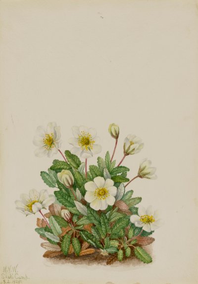 White Dryad Dryas octopetala, 1925 by Mary Vaux Walcott