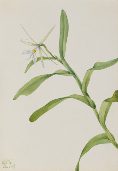 White Epidendrum Epidendrum nocturnum by Mary Vaux Walcott