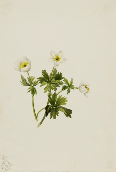 White Globeflower Trollius albiflorus, 1899 by Mary Vaux Walcott