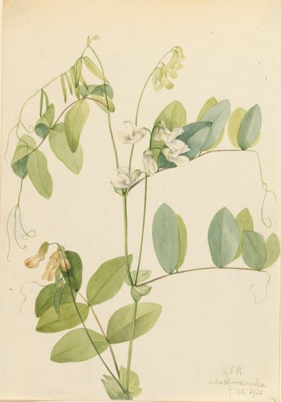 White Pea Lathyrus ochroleucus, 1920 by Mary Vaux Walcott