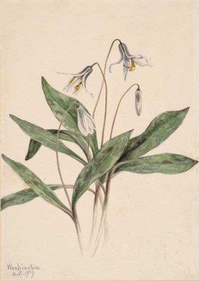 White Troutlily Erythronium albidum by Mary Vaux Walcott